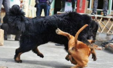 中國(guó)比特犬交易論壇,急賣比特犬